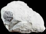 Enrolled Eldredgeops (Phacops) Trilobite - New York #50299-1